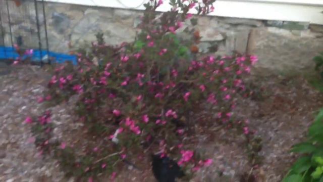 Weigelia смотреть онлайн