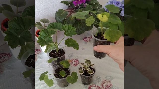 #113 Как быстро нарастить корни у черенков герани смотреть онлайн