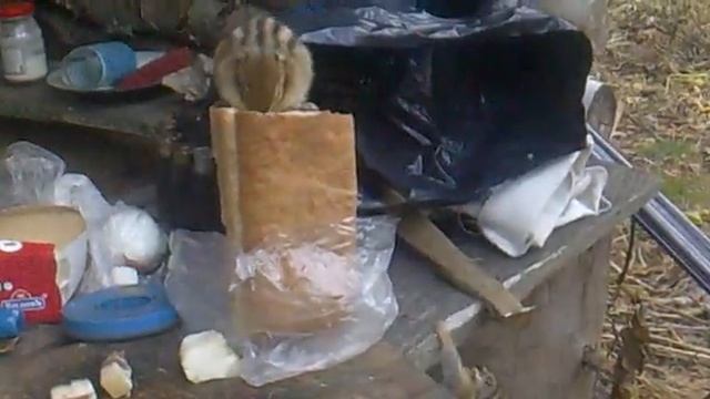 сибирские бурундуки самые наглые!животные смотреть онлайн