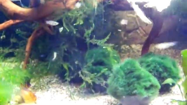 Paludarium 2 Guppybach смотреть онлайн