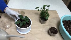 Какое удобрение вносить под фуксии