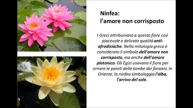 LINGUAGGIO DEI FIORI by SASA смотреть онлайн