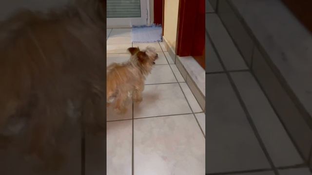 A dog that barks silently 😅 Собака который молча гавкает ￼ смотреть онлайн