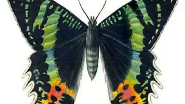 редкие бабочки няши! смотреть онлайн