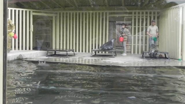 Полное доверие. Тренинг для серых тюленей в Московском зоопарке. смотреть онлайн