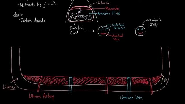 Лекции по акушерству и гинекологии. Встречайте, плацента! смотреть онлайн