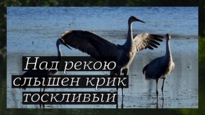 Над рекою слышен крик тоскливый... – Пётр Бальжик