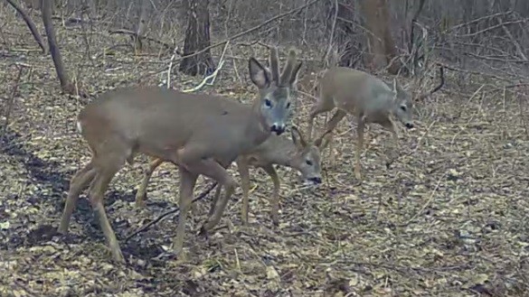 КОСУЛИ смотреть онлайн