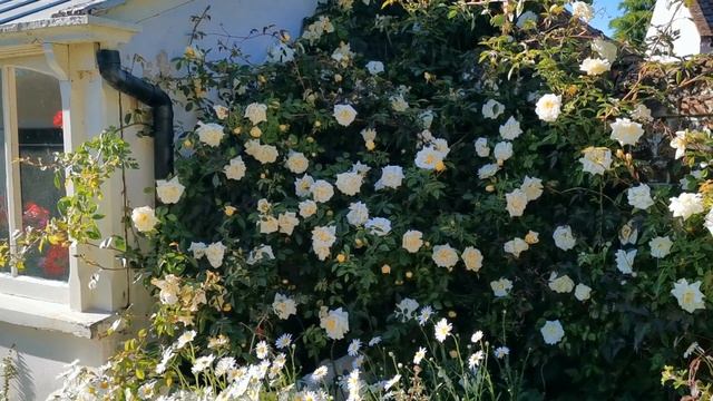 English Rose Garden Tour Alberic Barbier