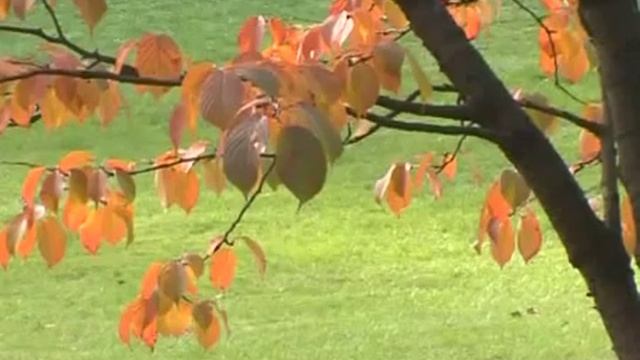 Как устроить японский сад (часть 1).mp4 смотреть онлайн