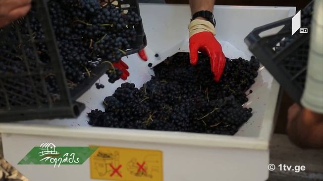 #ფერმა ლეჩხუმი - ადგილი, სადაც უნიკალური ქართული ღვინო – უსახელოური იბადება смотреть онлайн