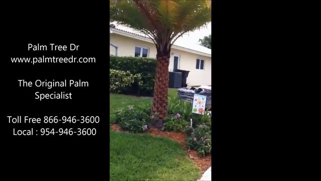 Declining Sylvester date palm due to depth of planting смотреть онлайн