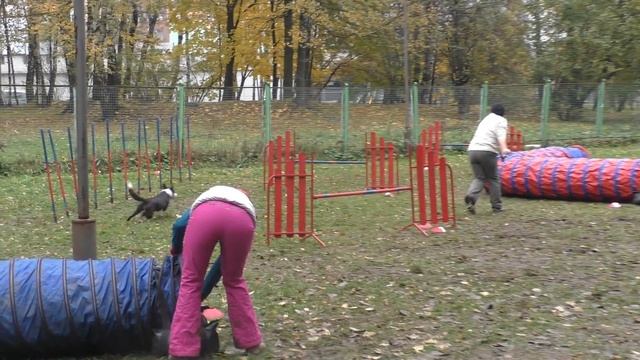 Кубок УДП "Рублёвка" по Аджилити. 08.10.2016 г. смотреть онлайн