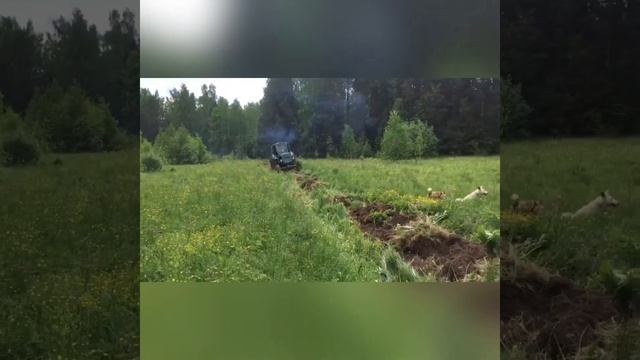На тракторе т-40 пашем поля и садим овёс. смотреть онлайн