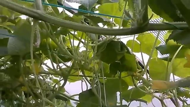 Огурцы. Прищипывать или нет? смотреть онлайн