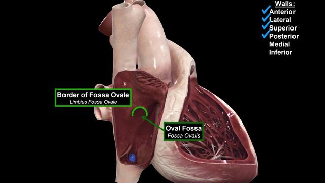 Anatomy Of The Heart - External & Internal Structures