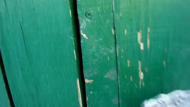 Слабо почесать 1,5 годовалого хряка? Корма для свиней.Дверные запоры//Сельское подворье на Урале// смотреть онлайн