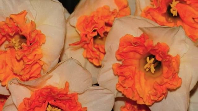 Narcissus Amadeus Mozart