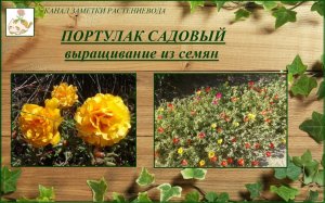 Портулак крупноцветковый (садовый) выращивание из семян от посева до цветения