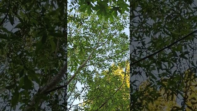 Цікаво пташка співає смотреть онлайн