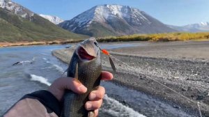 Жемчужина Чукотки -озеро Майниц. Рыбалка, ночью приходил медведь.