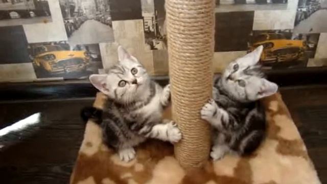 Мраморные кошечки от лучших производителей питомника Плюшевые щечки смотреть онлайн