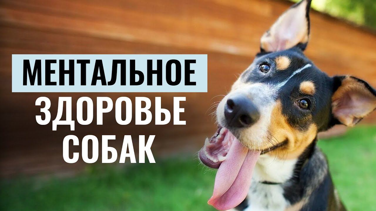 Из чего состоит МЕНТАЛЬНОЕ ЗДОРОВЬЕ СОБАКИ? Основы здоровой психики Псё смотреть онлайн