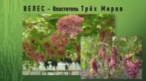 Велес виноград.