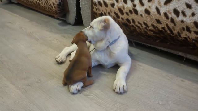 Бугай Алабай Кнопка и Рыжий минипин. смотреть онлайн