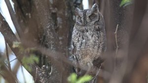 Видеть СОВУ во сне. К чему снится Сова - на ветке, в лесу, нападает, кричит. СОННИК