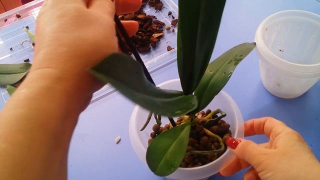 Пересадка новой орхидеи..в керамзит и пеностекло..19.02.2020. смотреть онлайн