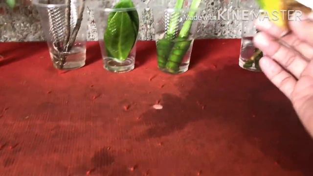 6 Common Houseplants that are easy to propagate in water (with updates)❤️ SELF LOVE MOMMY смотреть онлайн