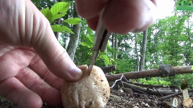 Đavolje JAJE - Phallus impudicus смотреть онлайн