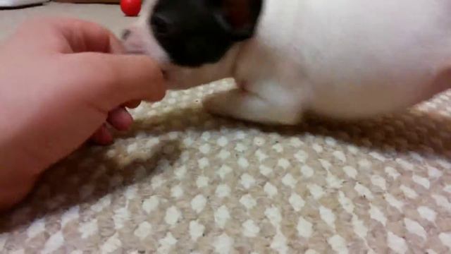 Французский бульлог смотреть онлайн