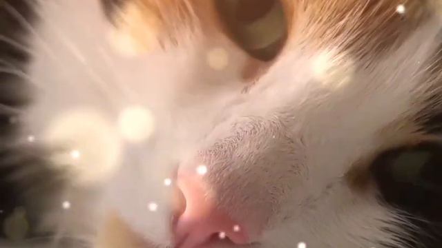 красивая кошка мурчит. медитация перед сном смотреть онлайн
