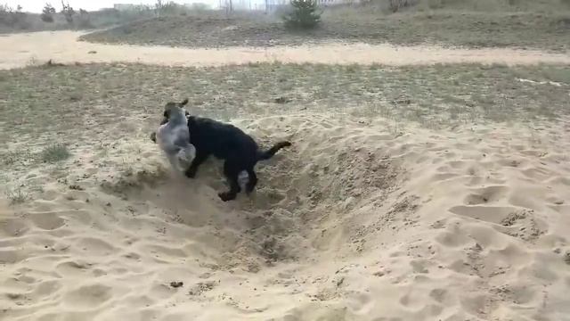 Ризеншнауцер и миттельшнауцер играют 4 смотреть онлайн