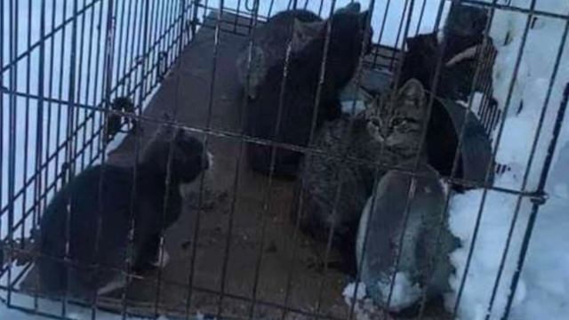 Люди Увидели эту клетку в сугробе, они закричали когда увидели, что там находится! смотреть онлайн