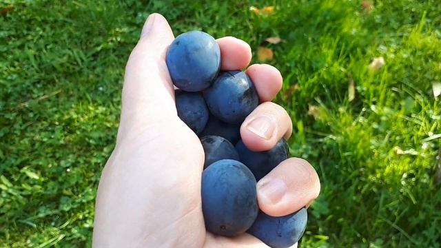 Тёрн, готовим вкусное варенье. Заготовки из тёрна на зиму. смотреть онлайн