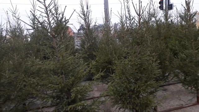 #живая #ёлка #стоит метров / цена 600 и 400 и 6000 и 7000 рублей ??? 19 12 2020 смотреть онлайн