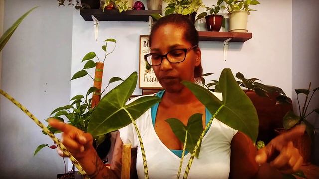 My Alocasia's After 9 Months Good Or Bad смотреть онлайн