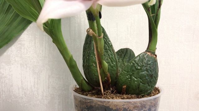 И снова о ликастах. Уход и обзор цветения.