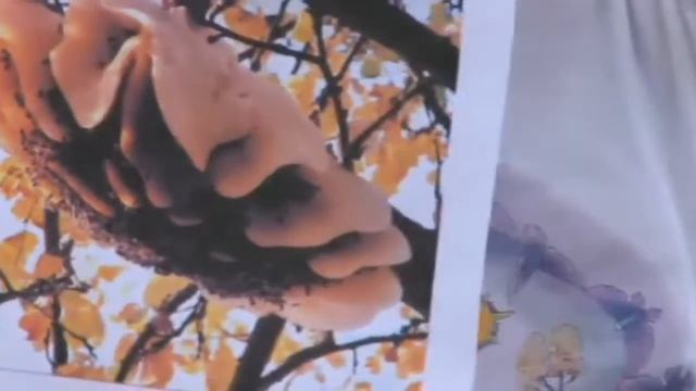 Биология пчелиной семьи. Славное смотреть онлайн