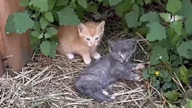 Stray Kitten 'Roars' Her Way Out of Hiding смотреть онлайн