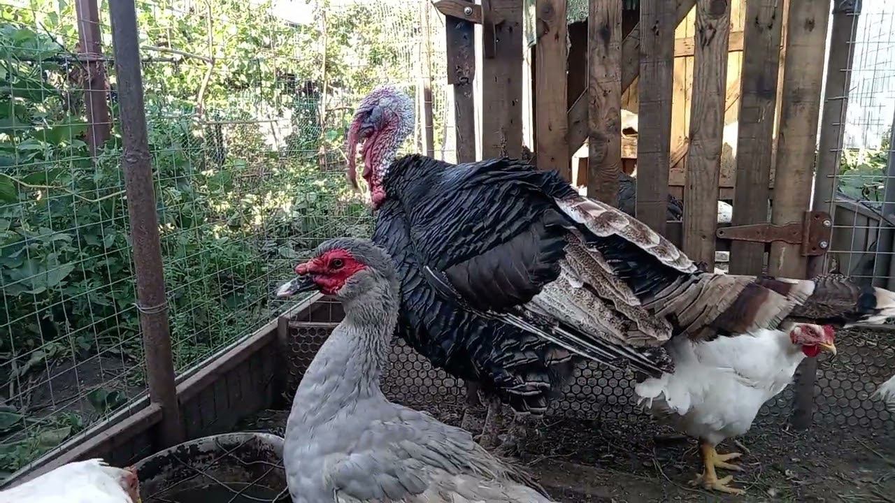 Самые красивые индюки смотреть онлайн