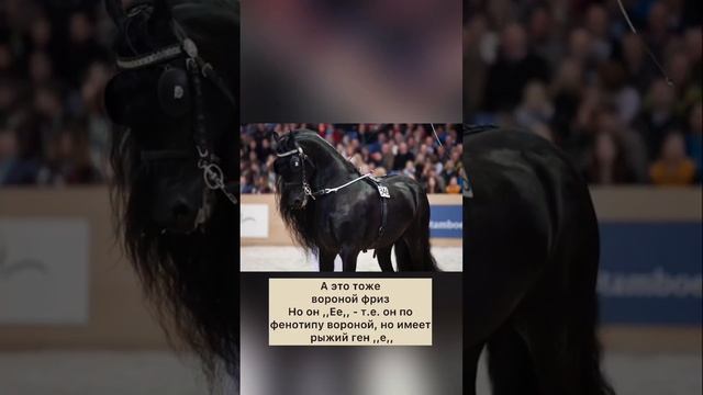 Рыжие фризы. Масти лошадей смотреть онлайн
