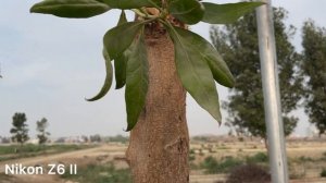 Nikon ZF vs Nikon Z6 II Camera Test