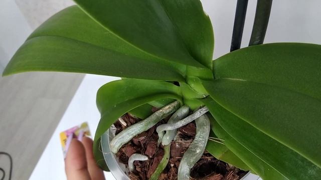 ФАЛЕНОПСИС СОГО ЮКИДАН!❤️ Phalaenopsis Sogo Yukidian!