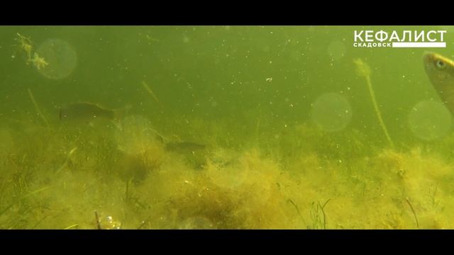 Черное море - кефаль. Подводные съёмка - повадки кефали смотреть онлайн