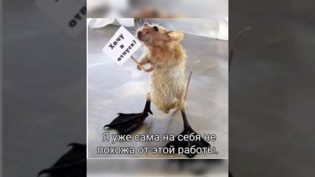 ?Просто юмор: Светка, сотри надпись…/17.05.23 18:53 смотреть онлайн