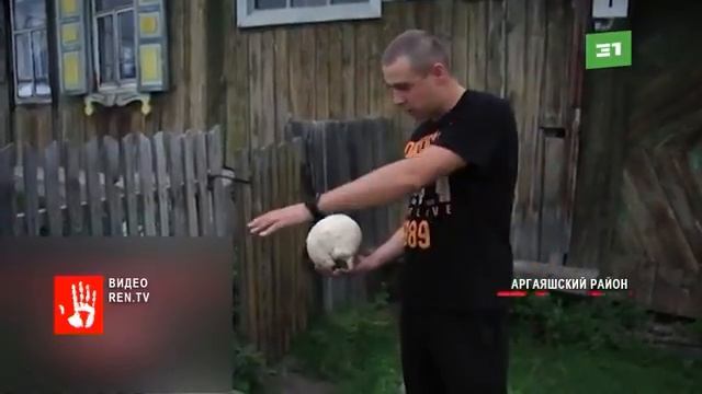 Житель Челябинской области обратился в полицию с требованием найти гриб смотреть онлайн